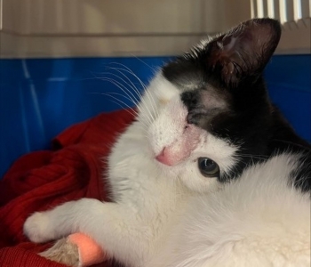 Erakordne julmus: saatuse hooleks jäetud kassipoeg jäi välja ravimata viiruse tõttu silmast ilma