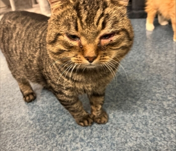 Pesaleidja kassi vaevab silmaprobleem, mille põhjust ei teata