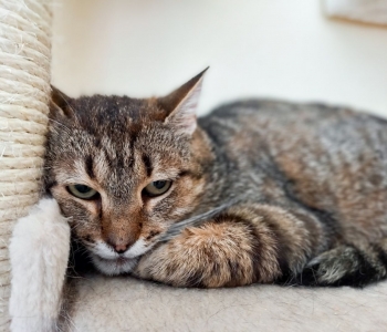 PÄEVAKÄPP ⟩ 3 aastat kodu oodanud kass seisab silmitsi murettekitava tervisehädaga