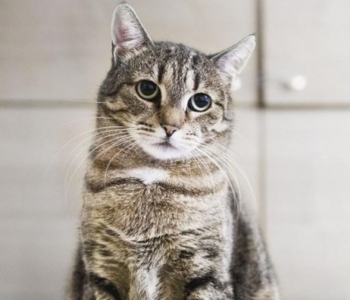 OOTAMINE TASUS ÄRA ⟩ 8 aastat hoiukodus elanud kass leidis endale lõpuks päriskodu