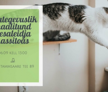 Enneolematu võimalus: leia kodutute kasside hulgast omale muusa ja jäädvusta ta maalile!