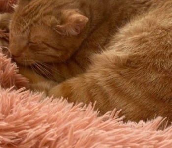 Tahaks nurruda, aga näovigastused ei lase! Ühesilmset Billi tabab üks saatuselöök teise järel