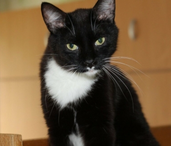 Fletchi lugu | koordinatsioonihäiretega kass vajab raviarve tasumisel abi