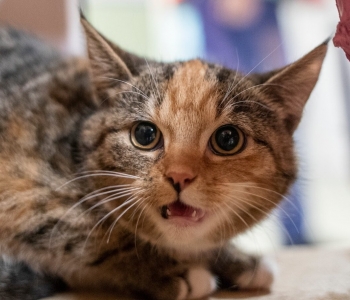 8 fakti kassi hammastest, mida sa peaksid teadma