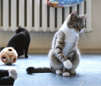 ÕL VIDEO | KIISUPOEGADE KÜLLUS! „Ühe kassi asemel satub varjupaika hoopis kaheksa.“