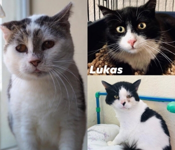 Valvur Leo, seikleja Mason ja tagasihoidlik Lukas: kolm ägedat kassi otsivad hoiukodusid