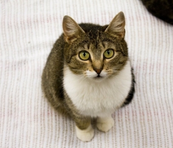 Melissa lugu | kaks aastat kadunud olnud kass leiti imekombel üles: temast sirgus tõeline hurmur