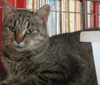 Tikri liigutav lugu: Pesaleidja MTÜ võttis oma kaitsva tiiva alla kassi, kellest omanikud soovisid vaid julmal viisil vabaneda