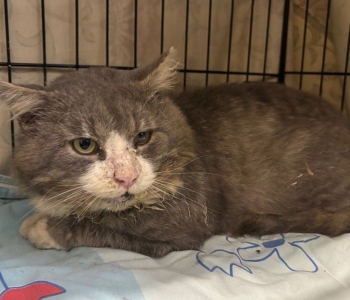 Tänavakasside gängi ninamees ja paljude tittede paps Tokyo enam arstiabita hakkama ei saa