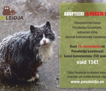 Adopteeri ja päästa elu! Kuni 15. novembrini on kõigi Pesaleidja kassitoa kasside loovutustasu 15 EUR!