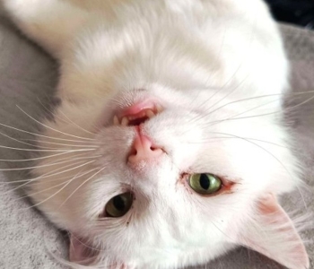 Mis vaevab Valget Printsi? Piltilus kassipoeg jäi juba ilma kahest kihvast