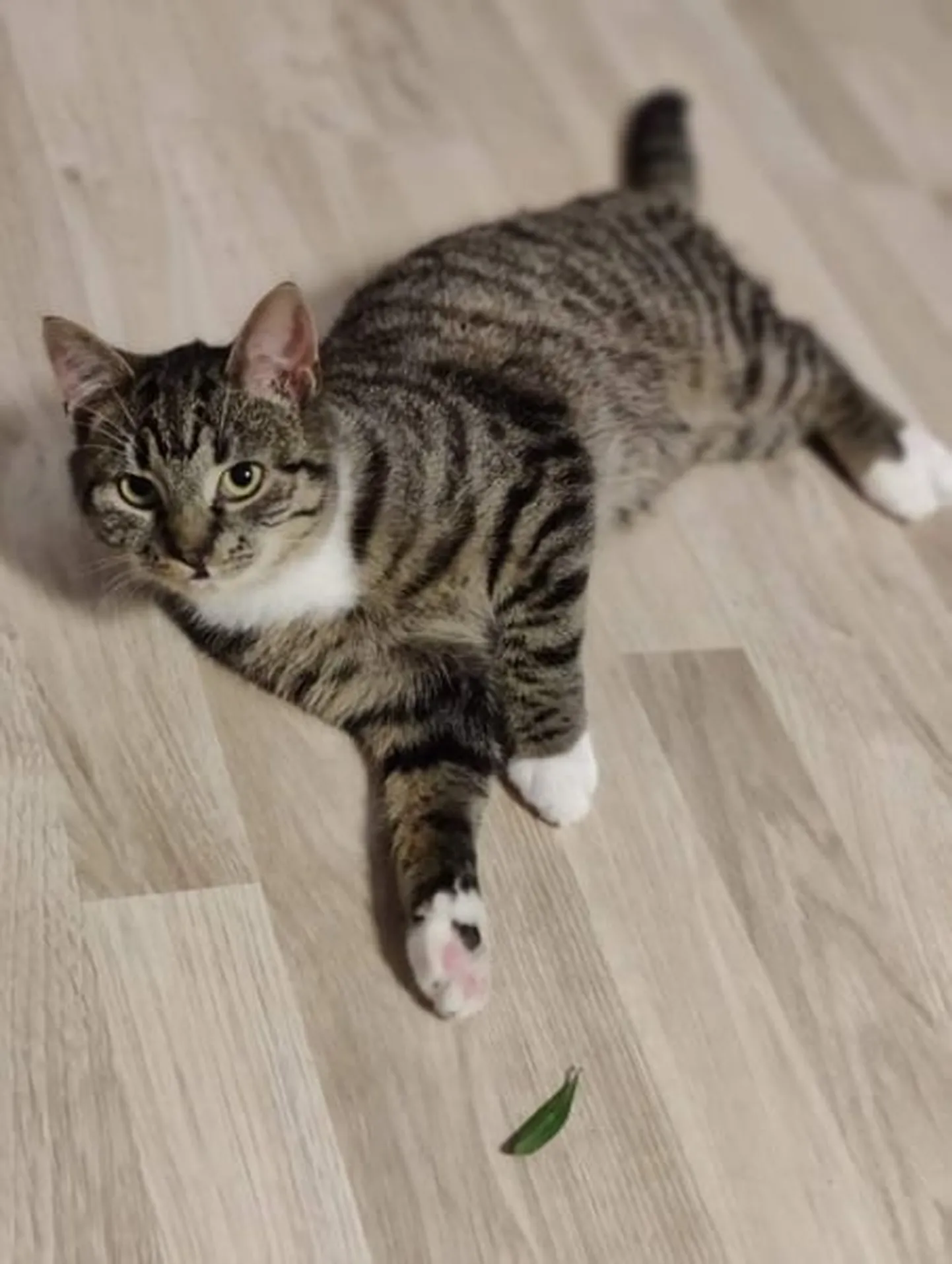PÄEVAKÄPP ⟩ Torisejast sülekassiks: imelise muutuse läbi teinud Feline tahab päriskoju