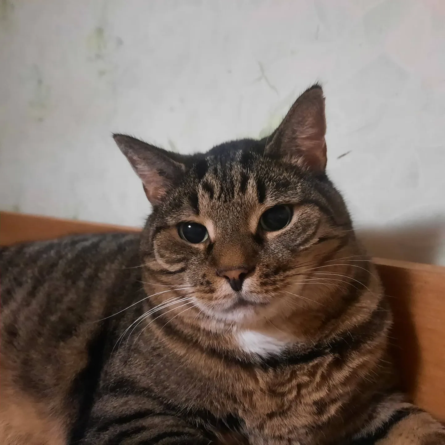 PÄEVAKÄPP ⟩ Tiger Urr otsib oma inimest juba üle nelja aasta!