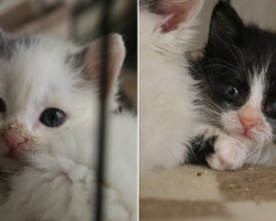 Aita, kui saad: emata jäänud kassipojad võitlesid end haigusest vabaks hiiglasliku kliinikuarve hinnaga