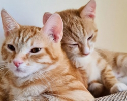 Kahe kassipoja elu aitab päästa vaid tuhandeid eurosid maksev eksperimentaalne ravim