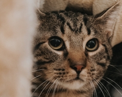 Kassiabiorganisatsioon annab nõu: mida tuleks teha, leides hulkuva kassi?