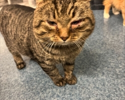 Pesaleidja kassi vaevab silmaprobleem, mille põhjust ei teata
