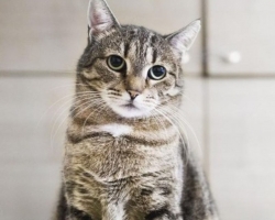 OOTAMINE TASUS ÄRA ⟩ 8 aastat hoiukodus elanud kass leidis endale lõpuks päriskodu