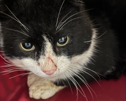 Pesaleidja uued hoolealused on tervisega kimpus: äsja saabunud kassi lõua alt avastati jube haav