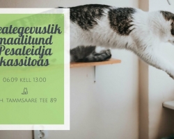 Enneolematu võimalus: leia kodutute kasside hulgast omale muusa ja jäädvusta ta maalile!