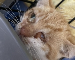 Kas saad aidata? Simba silmakoopast tuleb eemaldada kõik, mis sinna alles on jäänud