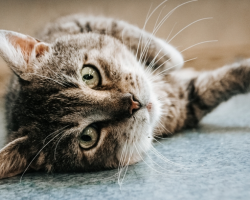 Aita abivajajat: kuu aega kliinikus veetnud kass Andrei ootab tähtsat uuringut
