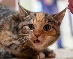 8 fakti kassi hammastest, mida sa peaksid teadma