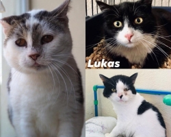 Valvur Leo, seikleja Mason ja tagasihoidlik Lukas: kolm ägedat kassi otsivad hoiukodusid