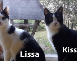 Päevakäpp: Lissa ja Kisska on imestunud, sest neile pole mitte ühtegi kodupakkumist