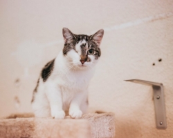 Mango lugu | Ühest silma ilma jäänud kassike ootab abi, et ravida teist silma