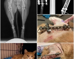 Robi lugu | Autoõnnetuses rängalt viga saanud kassipoissi viib edasi elutahe