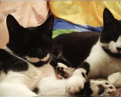 Valge vunts ja täpilised varbad: kaks pisikest kassipoissi otsivad endale kodusid