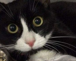 Aita abivajajat: koduaknast alla kukkunud kass Sabriina raviarved ulatuvad kosmilistesse kõrgustesse