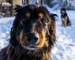 TAHAKS KOJU... ⟩ Sõbralikud koerad külmetavad perenaise haigestumise tõttu juba mitu nädalat õues
