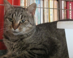 Tikri liigutav lugu: Pesaleidja MTÜ võttis oma kaitsva tiiva alla kassi, kellest omanikud soovisid vaid julmal viisil vabaneda