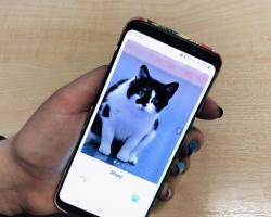 Vaba Saba: eestlaste loodud kassi-Tinder aitab kiisudel kodu leida