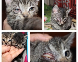 Tipp ja Täpp: tühjast laudast päästetud imepisikesed kassipojad vajavad abi, et avada oma silmad