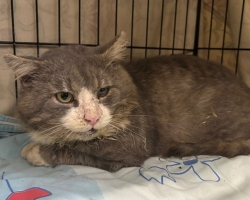 Tänavakasside gängi ninamees ja paljude tittede paps Tokyo enam arstiabita hakkama ei saa