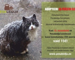 Adopteeri ja päästa elu! Kuni 15. novembrini on kõigi Pesaleidja kassitoa kasside loovutustasu 15 EUR!