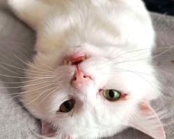 Mis vaevab Valget Printsi? Piltilus kassipoeg jäi juba ilma kahest kihvast