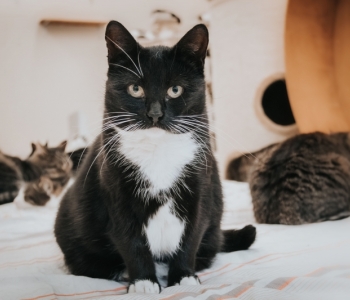 HEA TEADA ⟩ 4 märki, mis näitavad, et Su armas kass sooviks omale neljajalgset sõpra!