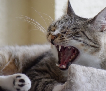 HEA TEADA ⟩ 8 fakti sinu kassi hammastest, mida sa peaksid teadma