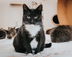 HEA TEADA ⟩ 4 märki, mis näitavad, et Su armas kass sooviks omale neljajalgset sõpra!