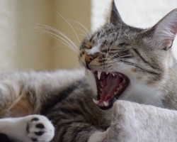 HEA TEADA ⟩ 8 fakti sinu kassi hammastest, mida sa peaksid teadma